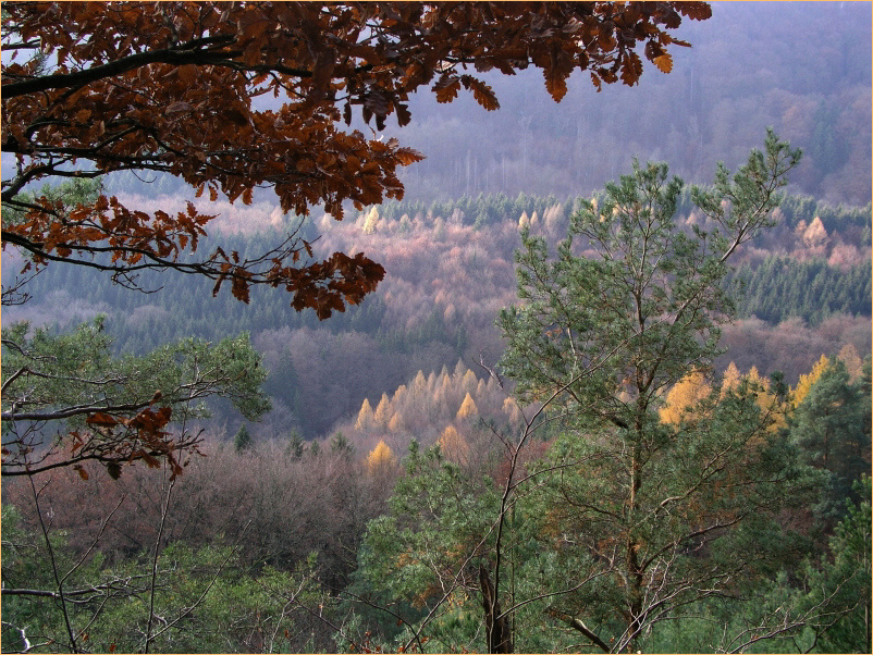 Blick in den Zauberwald