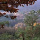 Blick in den Zauberwald