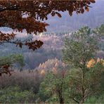 Blick in den Zauberwald