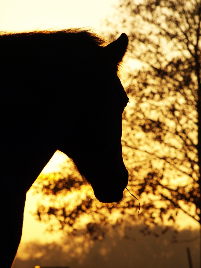 Blick in die Abendsonne