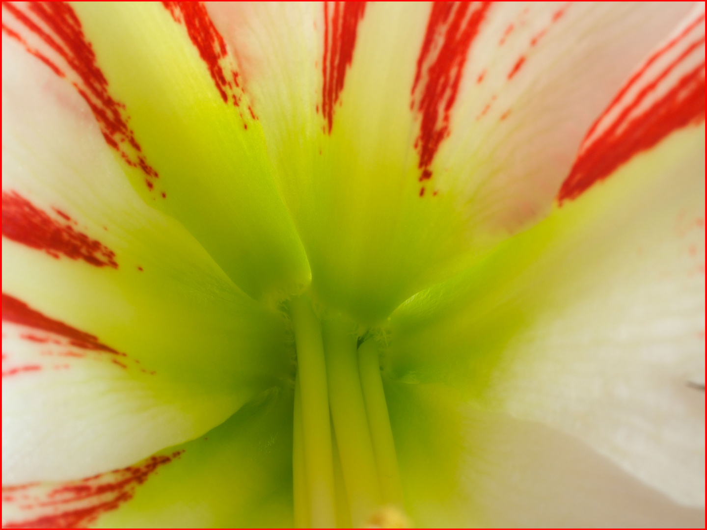 Blick in die Amaryllis