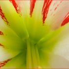 Blick in die Amaryllis