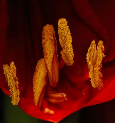 Blick in die Amaryllisblüte..