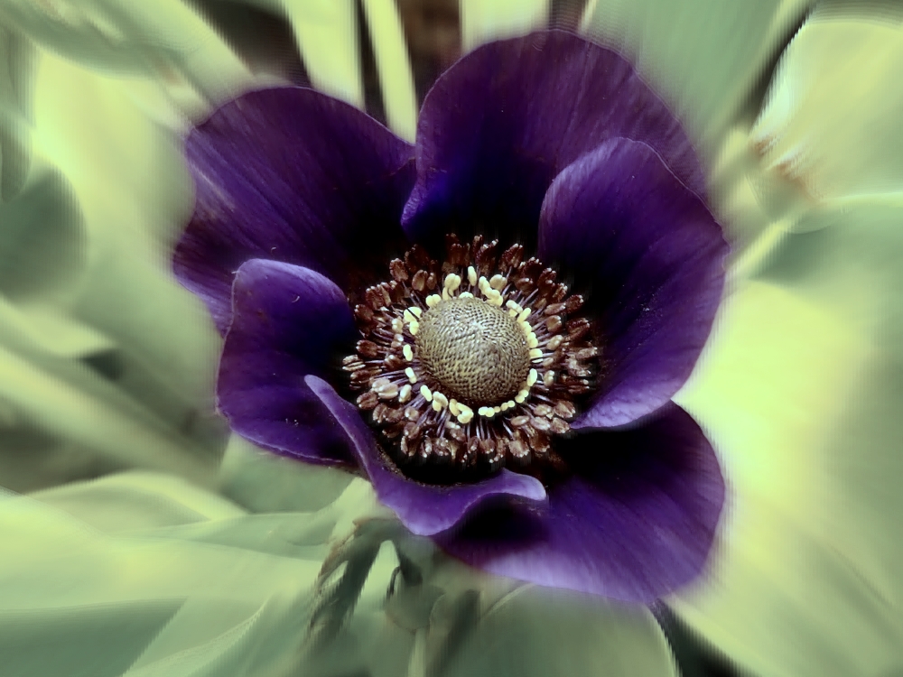 Blick in die Anemone.