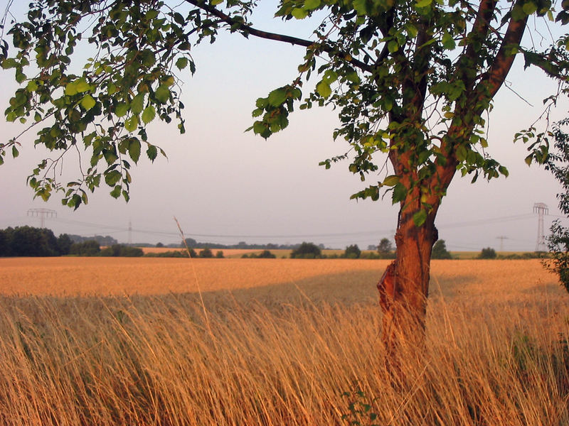 Blick in die Barnimer Feldmark