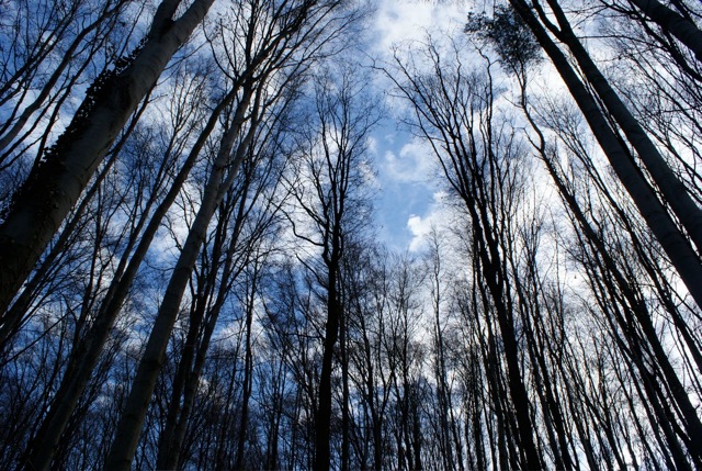 Blick in die Baumwipfel