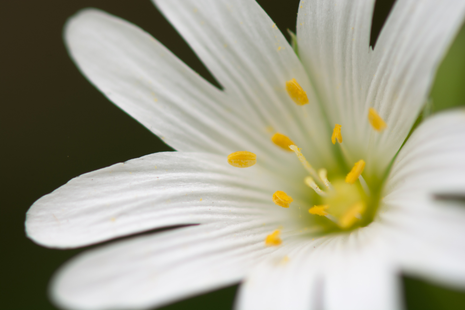 Blick in die Blüte