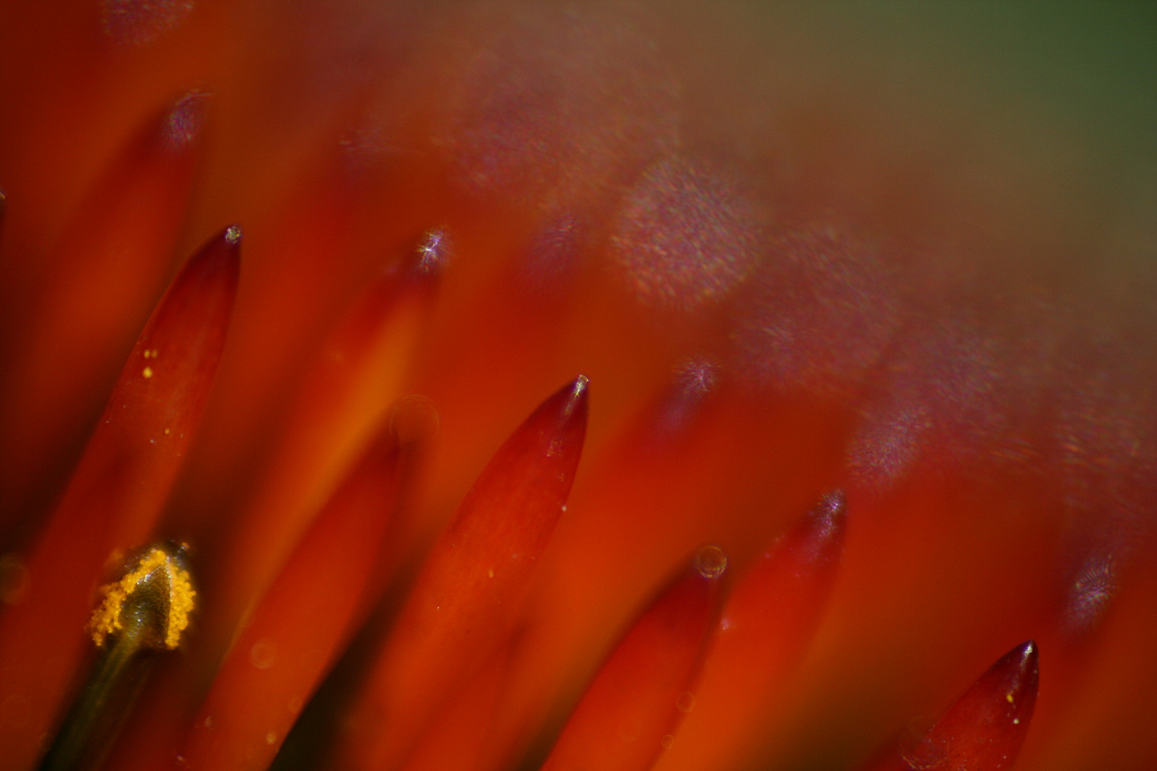 Blick in die Blüte eines Sonnenhut (Echinacea)