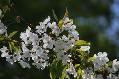 blick in die Blüten