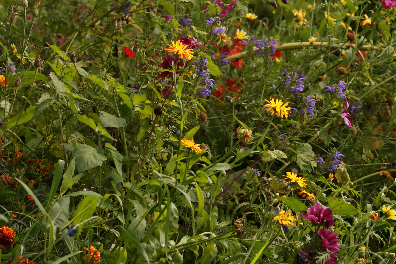 Blick in die Blumenwiese