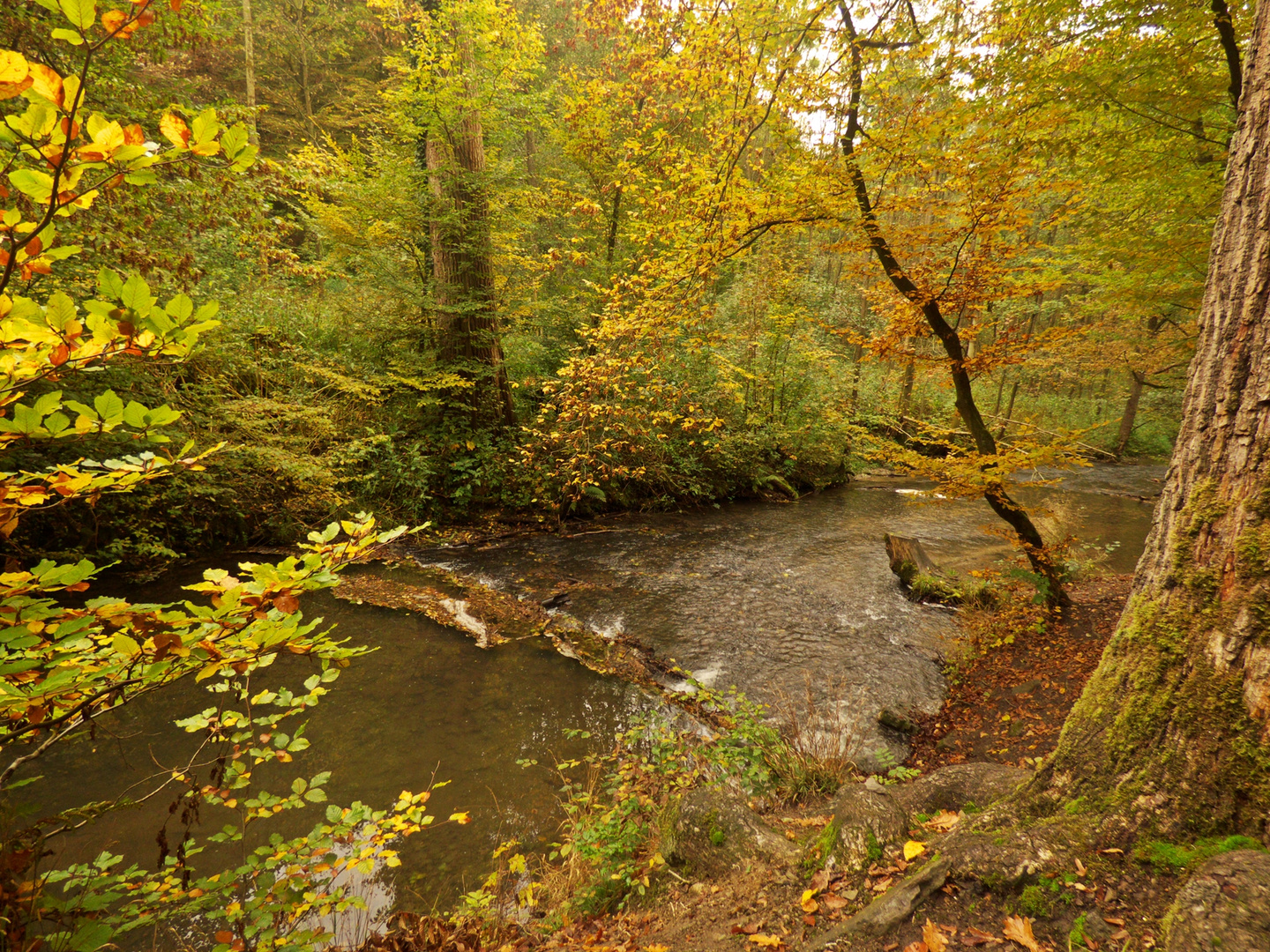 Blick in die Düssel (Neandertal)