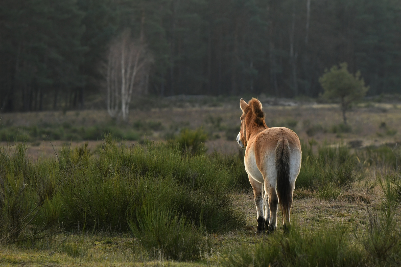 Blick in die Ferne