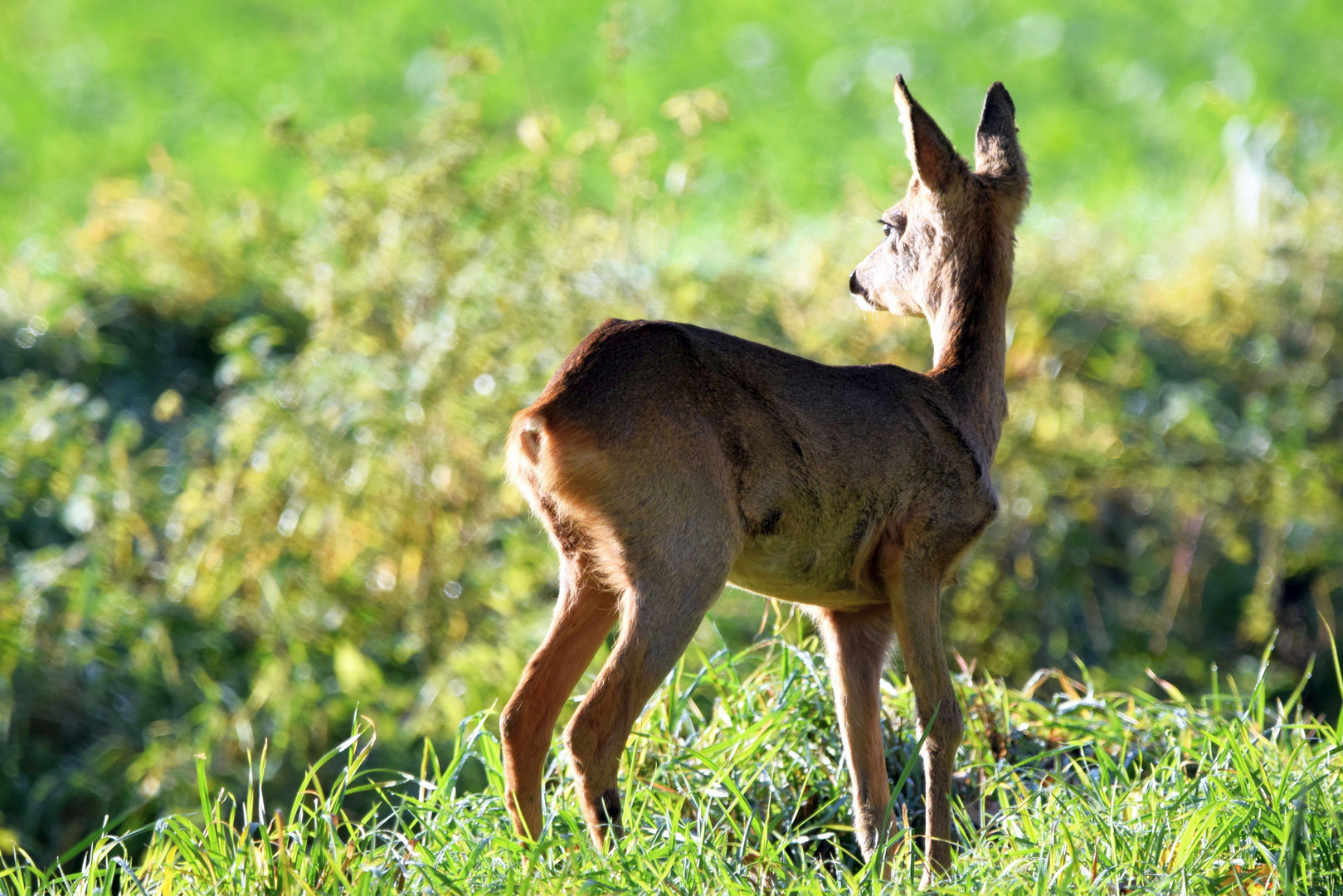 Blick in die Ferne Foto & Bild tiere, wildlife, säugetiere Bilder auf