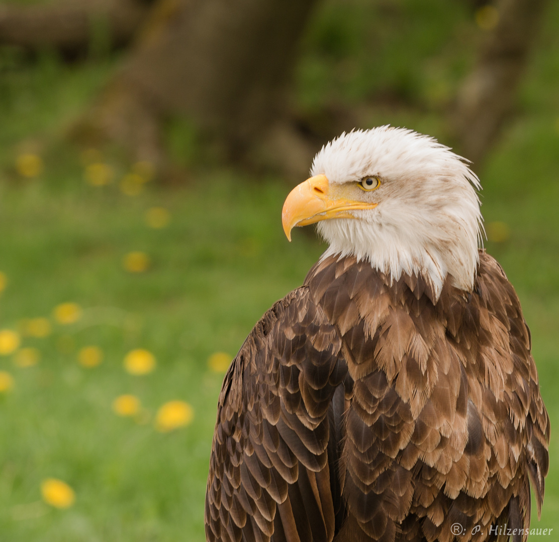 Blick in die Ferne