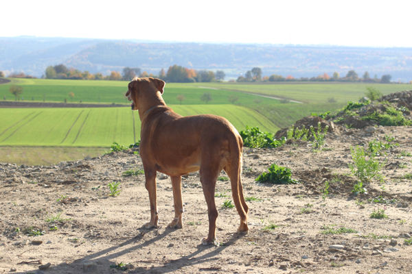 Blick in die Ferne