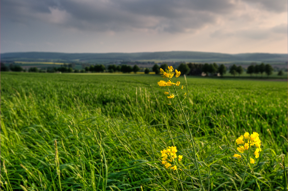 Blick in die Ferne