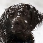 Blick in die Ferne,trotz heftigem Schneegestöber