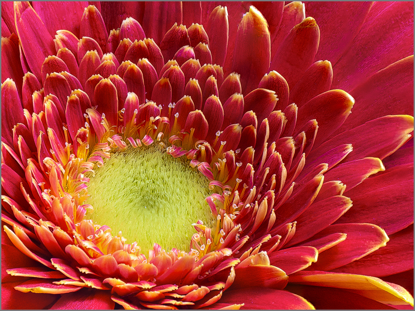 Blick in die Gerbera