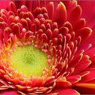 Blick in die Gerbera