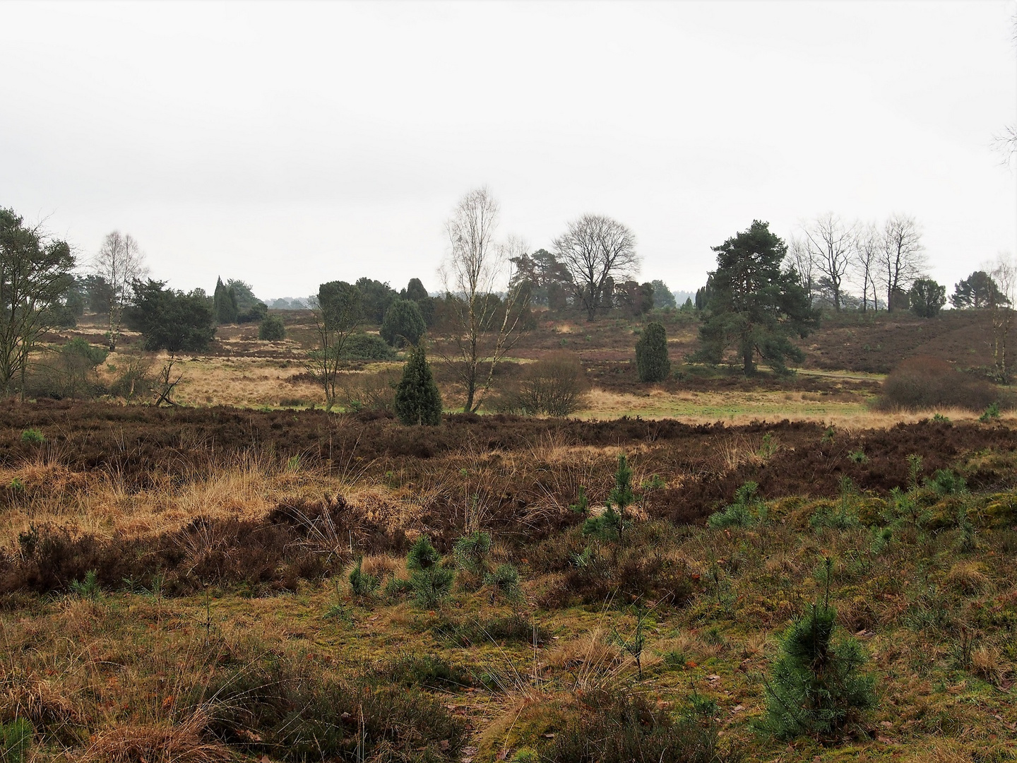 Blick in die Heide