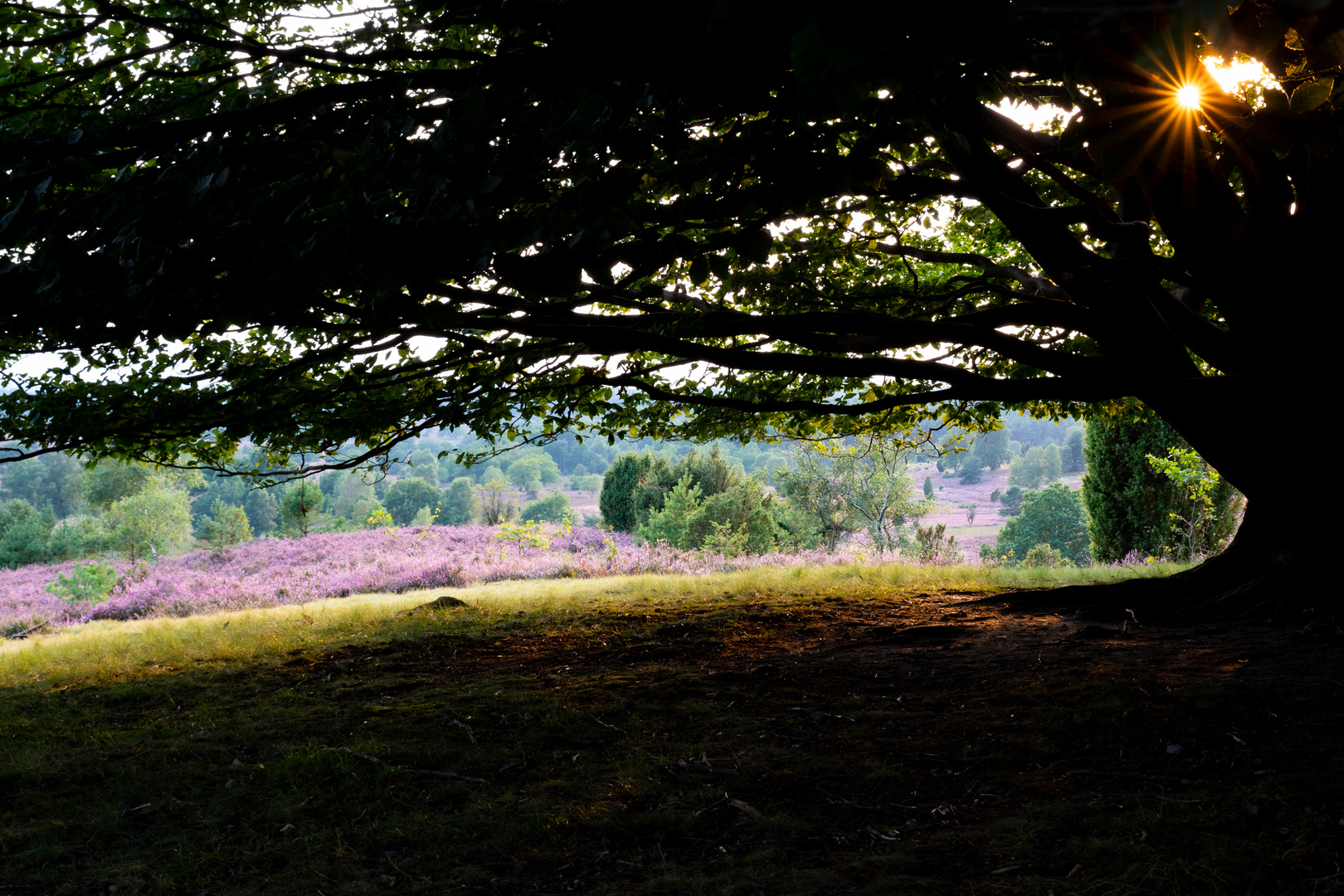 Blick in die Heide