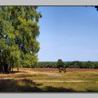 Blick in die Heidelandschaft