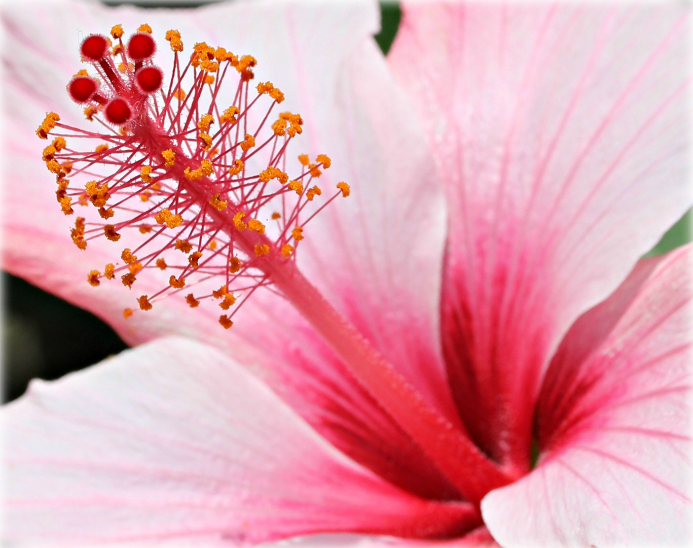 Blick in die Hibiskusblüte