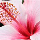 Blick in die Hibiskusblüte