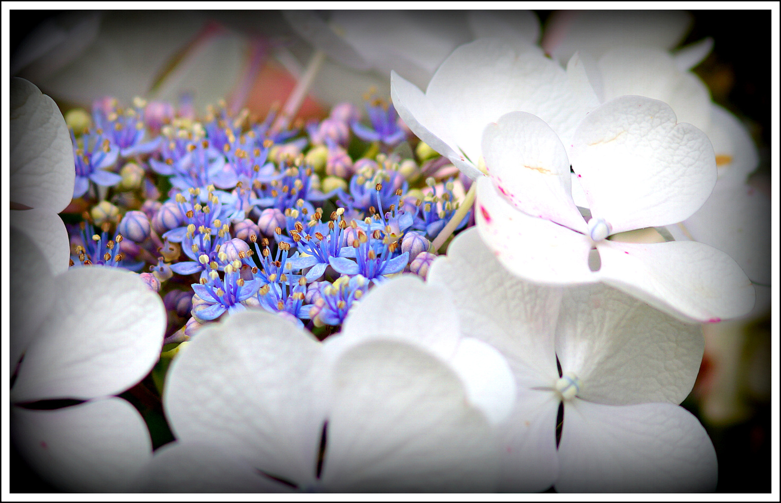 Blick in die Hortensienblüte...