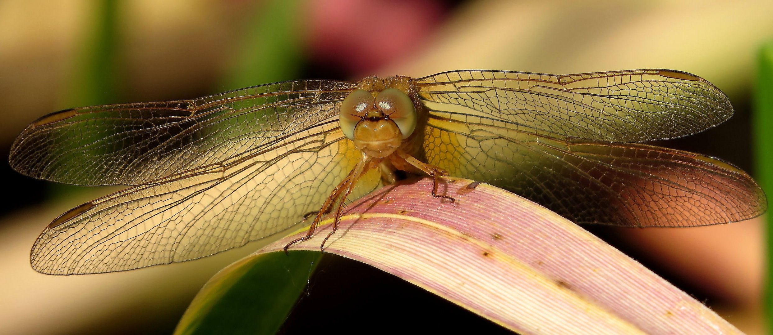 Blick in die Kamera oder in eine Welt ohne Insekten???