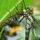 Blick in die Kinderstube der Natur