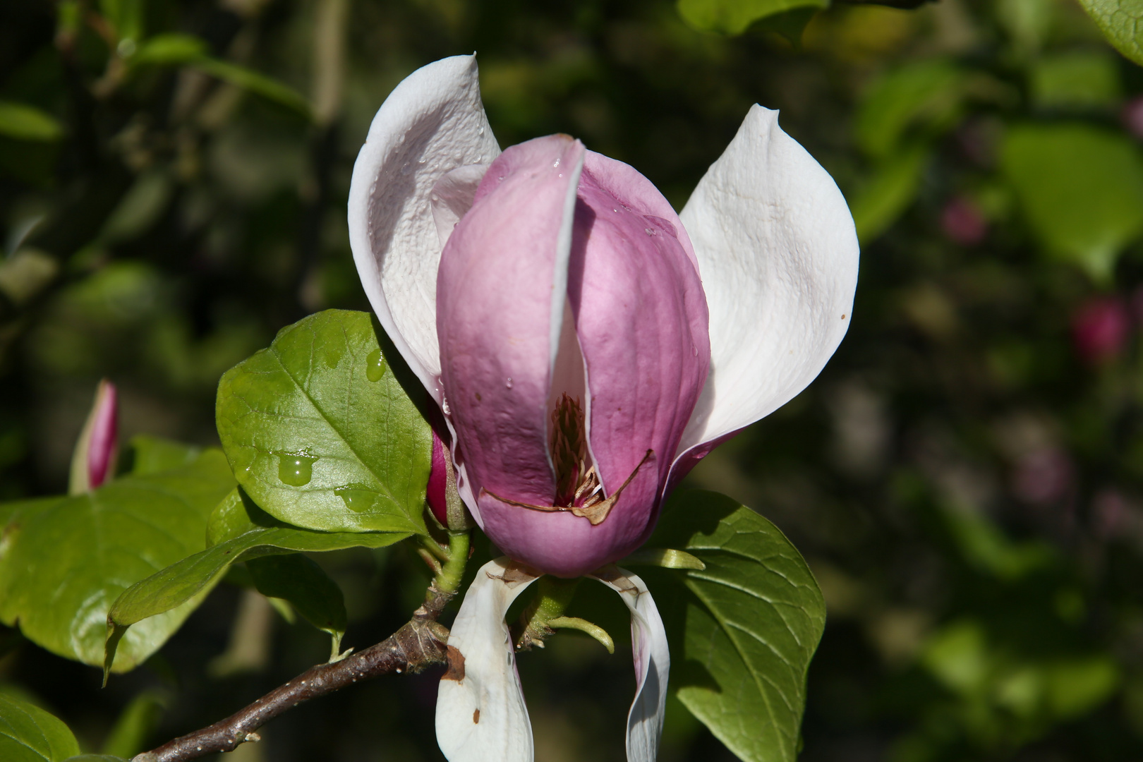 Blick in die Magnolienblüte