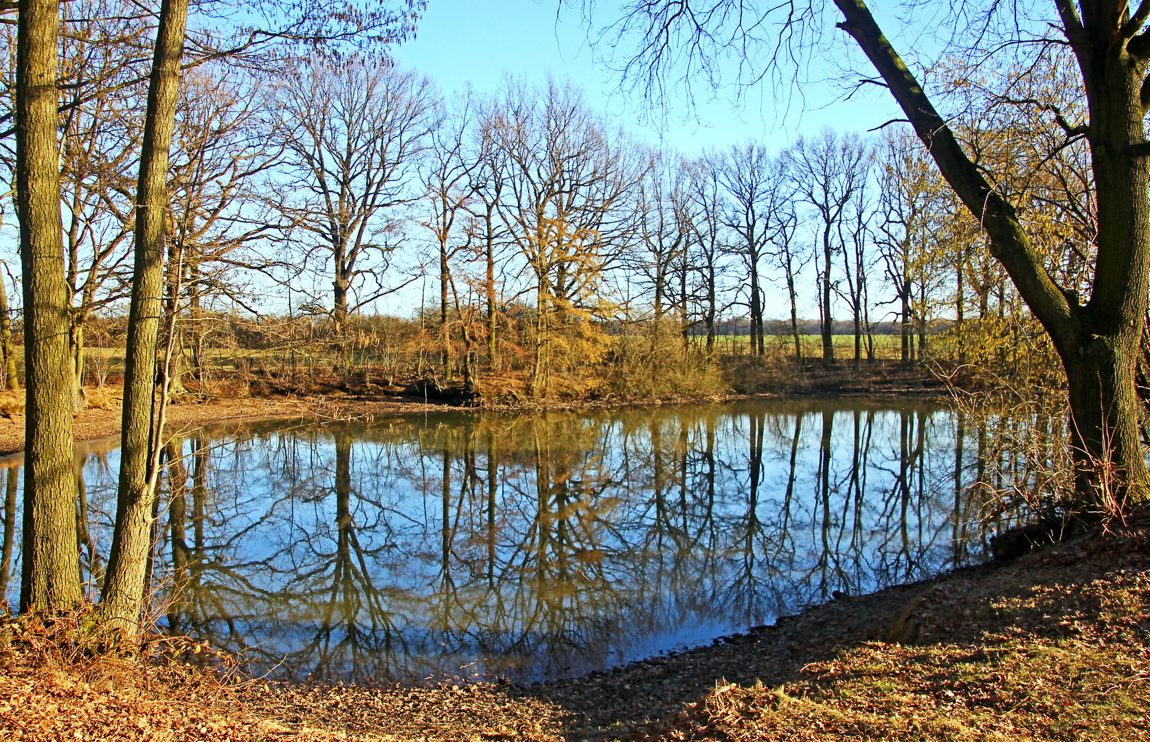 Blick in die Natur am Teich