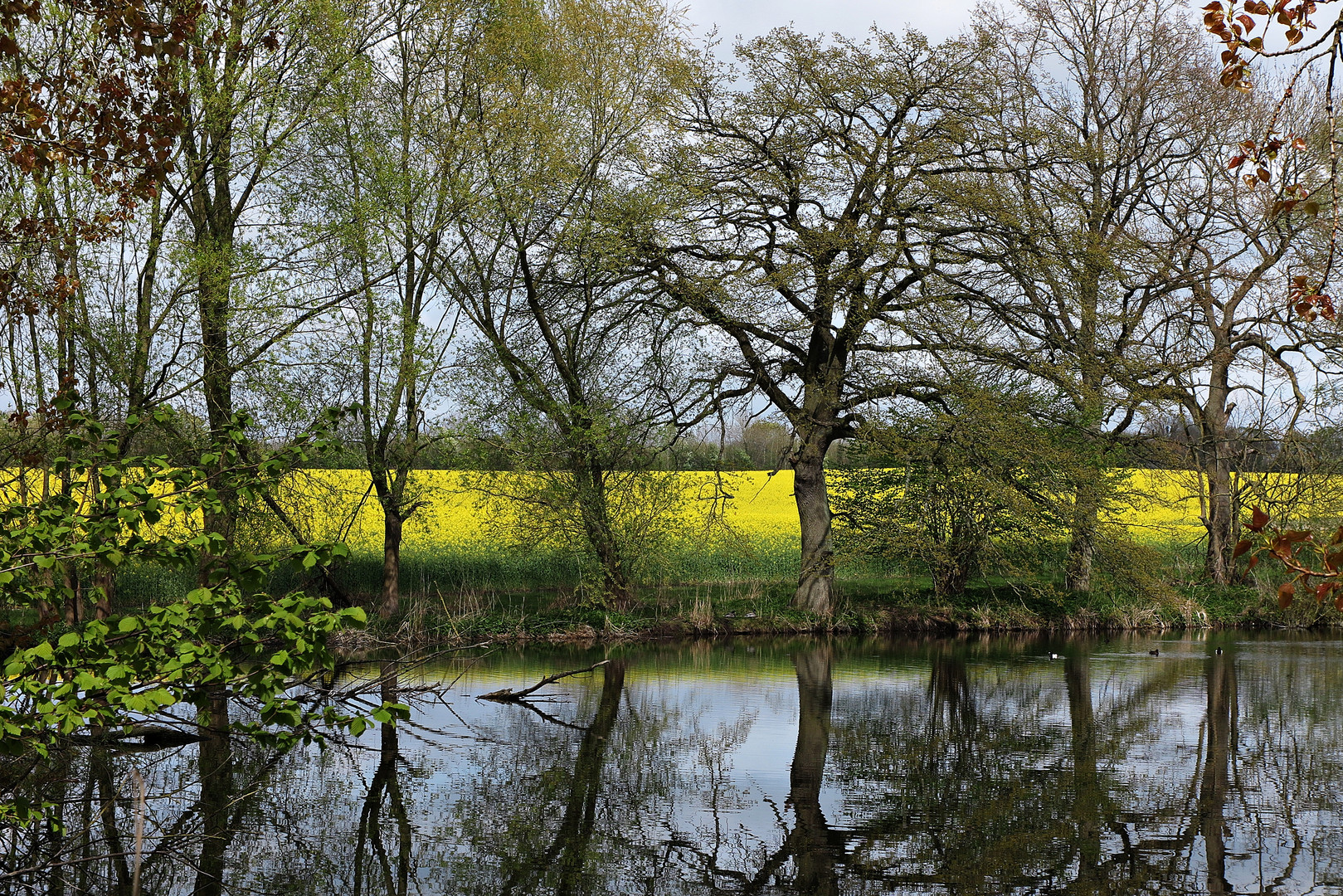 Blick in die Natur beim Spaziergang am 6. Mai 2017