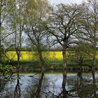 Blick in die Natur beim Spaziergang am 6. Mai 2017