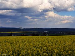 Blick in die Natur über Raps