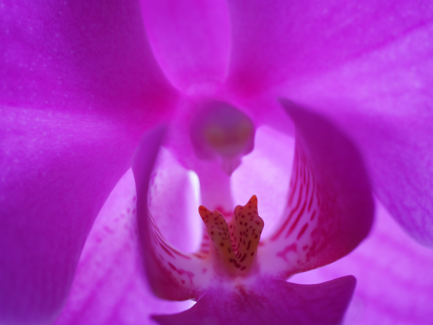 Blick in die Orchidee