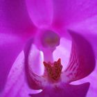 Blick in die Orchidee