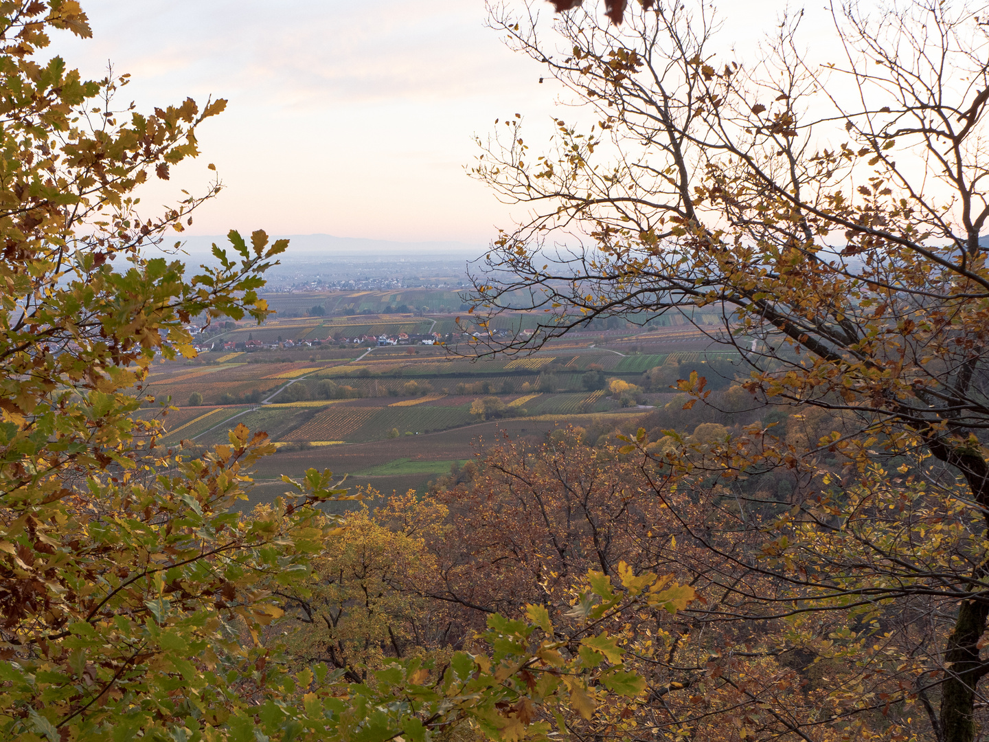 Blick in die Pfalz