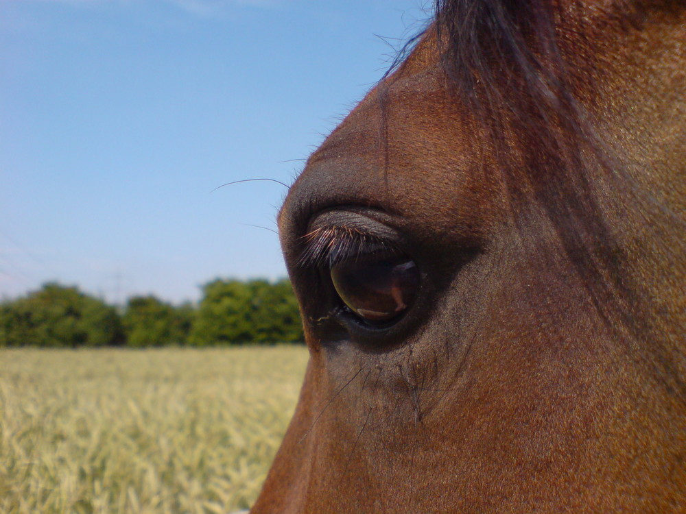 Blick in die Seele