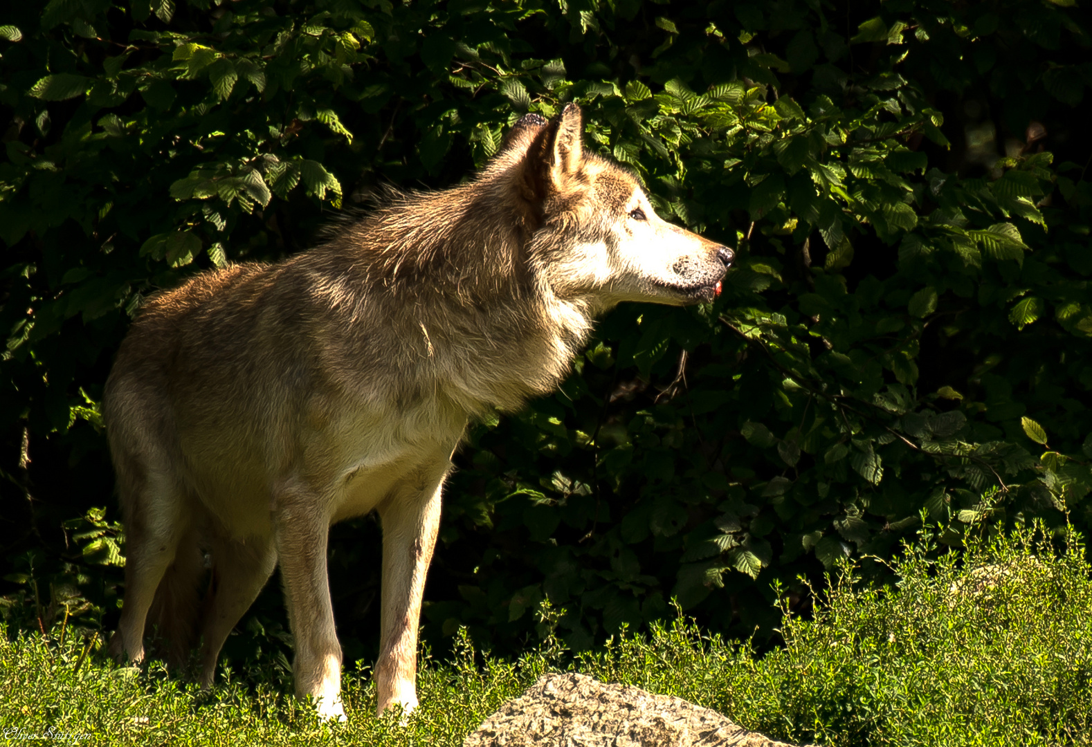 Blick in die Sonne