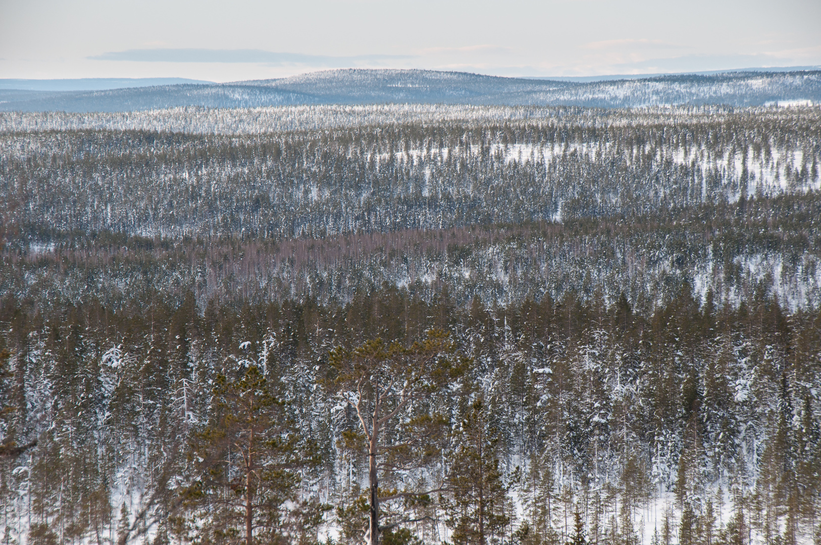 Blick in die Taiga