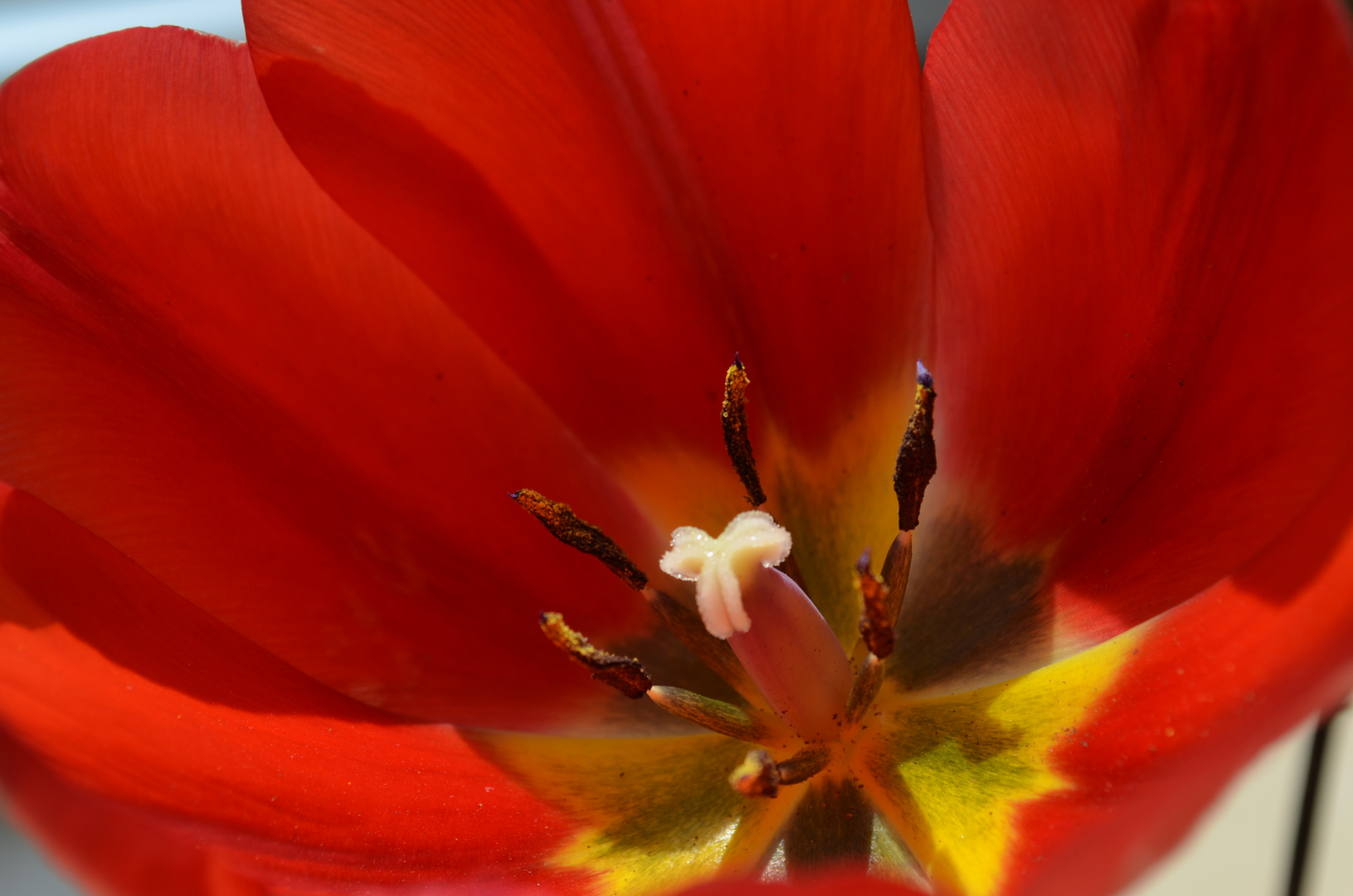 Blick in die Tulpe