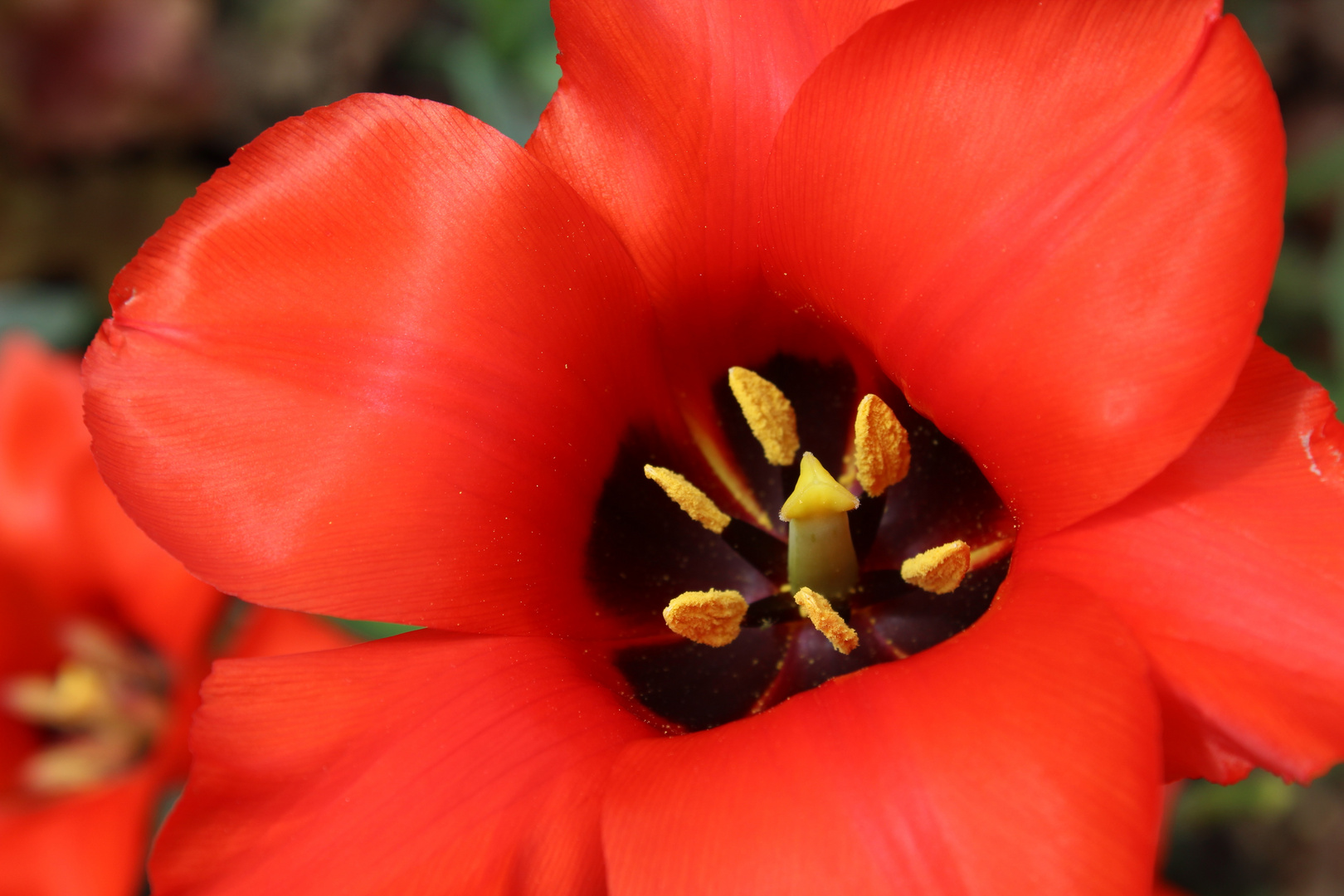 Blick in die Tulpe