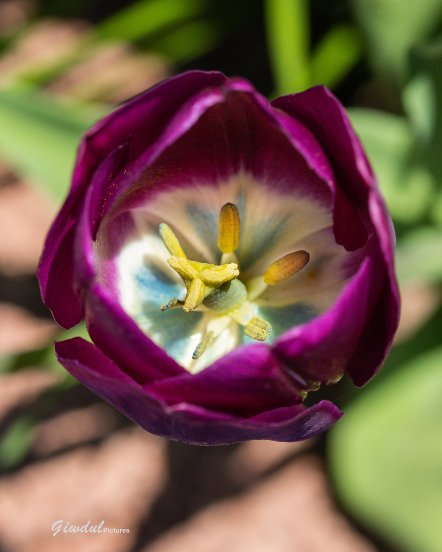 Blick in die Tulpe - ein Farbenrausch!