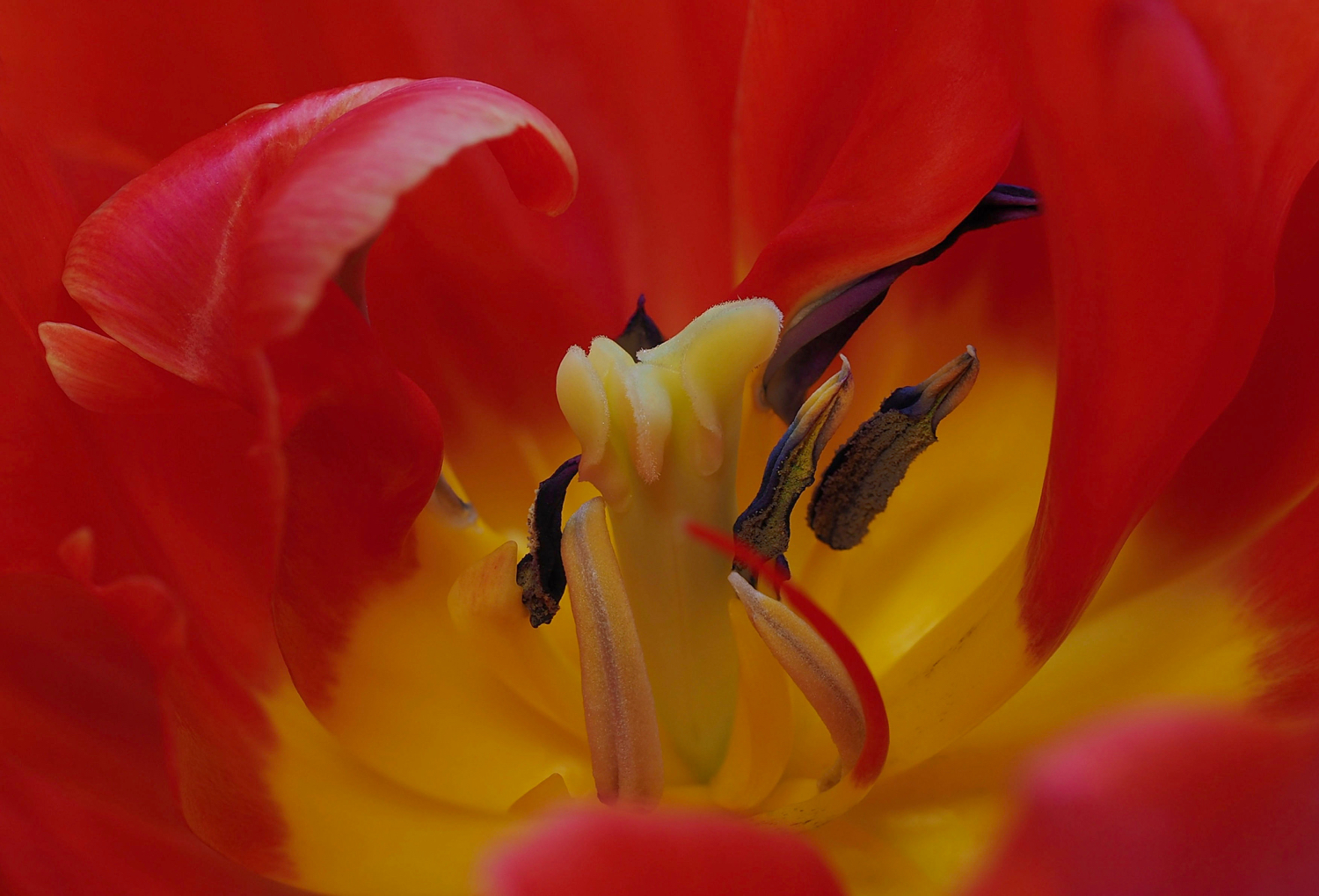 Blick in die Tulpenblüte