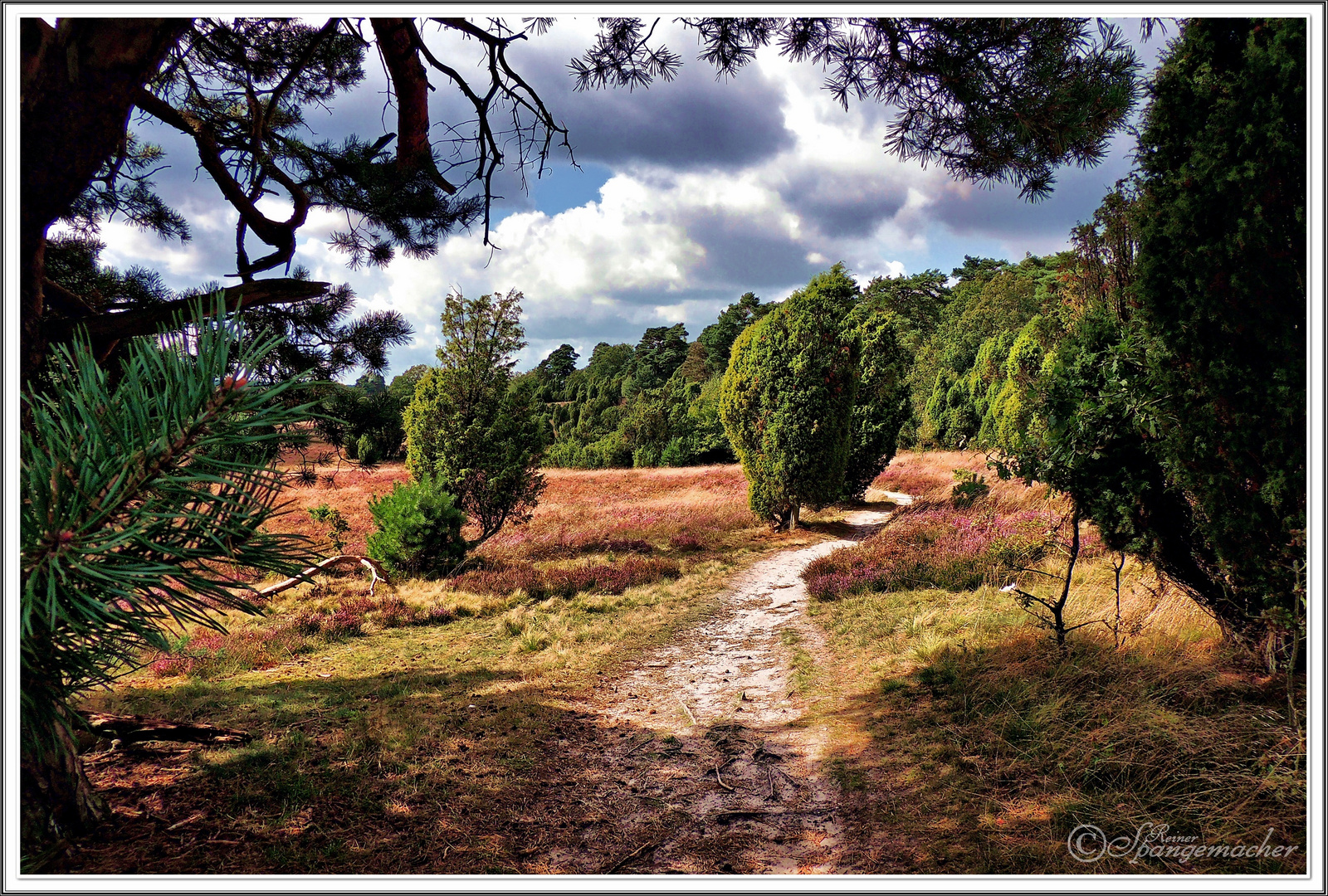 Blick in die Wacholderheide