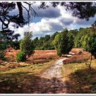 Blick in die Wacholderheide