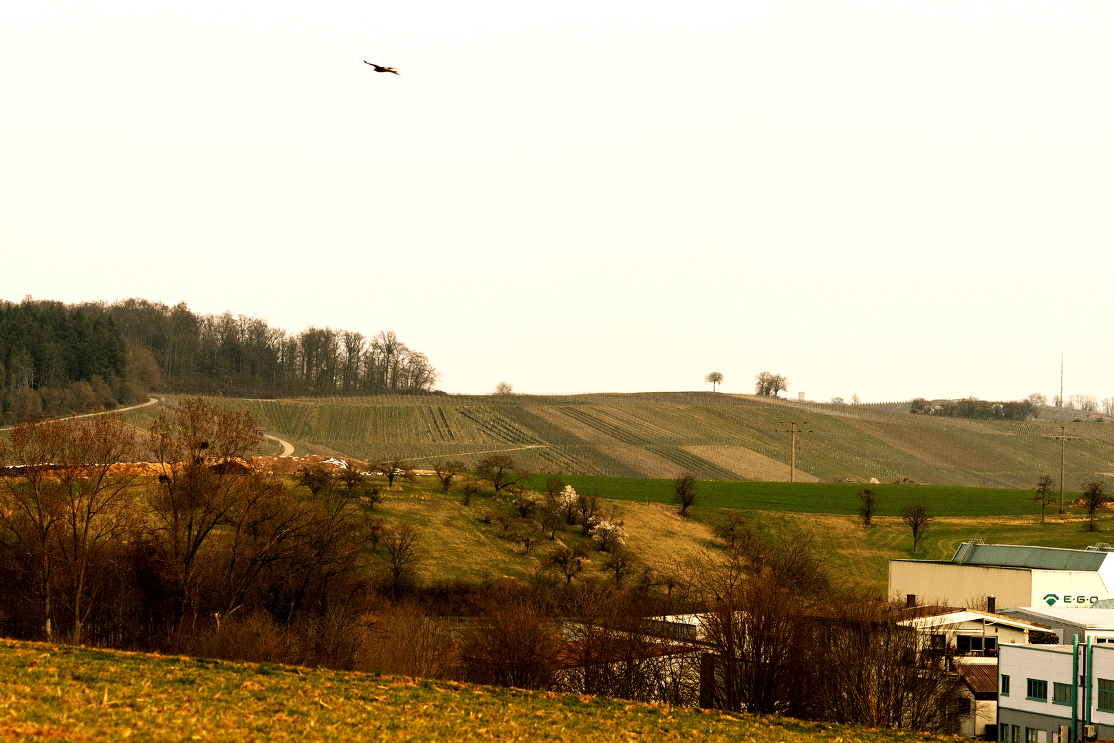 Blick in die Weinberge