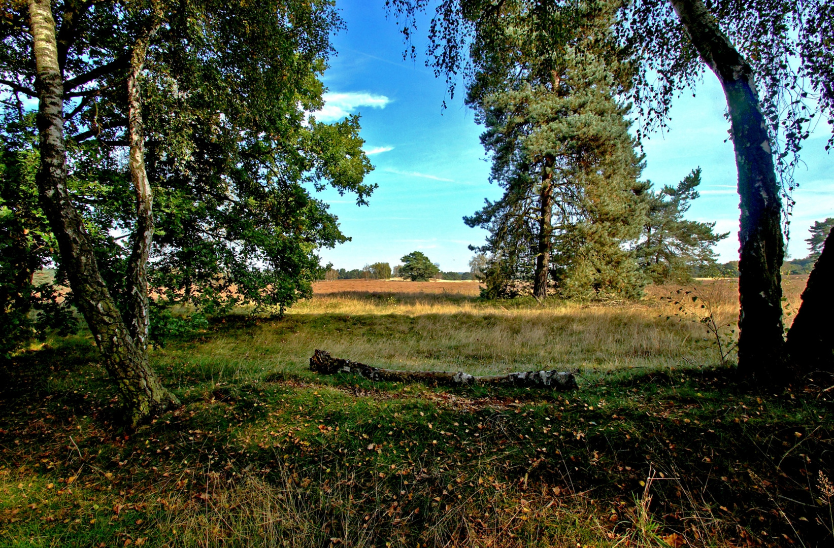 Blick in die Westruper Heide.